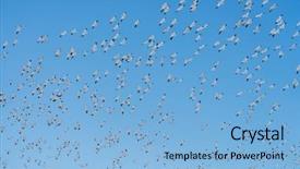  Presentation with crowd - Cool new theme with geese - crowd snow goose fly backdrop and a light blue colored foreground