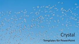  Presentation with sky blue - Amazing slide deck having geese - crowd snow goose fly backdrop and a light blue colored foreground