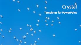  Presentation with sky blue and golden yellow - PPT theme consisting of geese - crowd snow goose fly background and a gray colored foreground