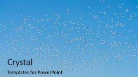  Presentation with dubai skyline on blue sky - Slide deck with geese - crowd snow goose fly background and a light blue colored foreground