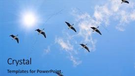  Presentation with geese - Cool new presentation theme with geese - flock of migrating backdrop and a light blue colored foreground