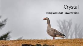  Presentation with geese - PPT theme with geese - goos standing in the countryside background and a light gray colored foreground