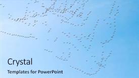  Presentation with sky diving man falling - Slide deck with geese - many wild gees flying background and a light blue colored foreground