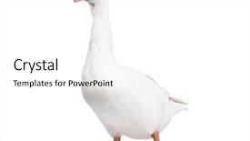  Presentation with geese - Amazing slide deck having geese - white domestic goose isolated backdrop and a white colored foreground