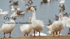  Presentation with geese - Beautiful slide set featuring geese at a farm backdrop and a light gray colored foreground