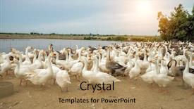  Presentation with geese - Beautiful theme featuring geese at a farm backdrop and a coral colored foreground