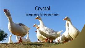  Presentation with geese - Presentation having geese family goes background and a teal colored foreground