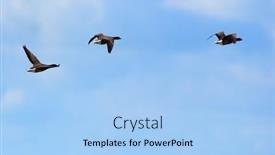  Presentation with geese flying - Theme consisting of geese-flying-above-the-sea background and a light blue colored foreground