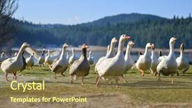  Presentation with geese - Slide set featuring geese group running background and a coral colored foreground