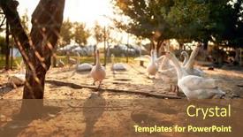  Presentation with geese - Presentation theme consisting of geese-in-a-coop background and a tawny brown colored foreground