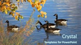  Presentation with geese - PPT theme featuring geese in the lake background and a ocean colored foreground