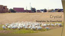  Presentation with geese - Presentation theme consisting of geese-on-a-meadow background and a coral colored foreground