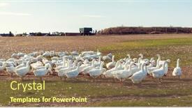  Presentation with geese - Audience pleasing PPT layouts consisting of geese-on-a-meadow backdrop and a tawny brown colored foreground