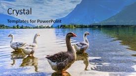  Presentation with geese - Slides enhanced with geese on the lake di background and a  colored foreground