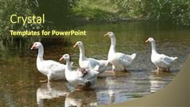  Presentation with geese - Beautiful PPT theme featuring geese-waddling-through-the-shallows backdrop and a tawny brown colored foreground