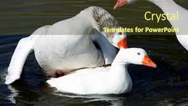  Presentation with geese - Cool new PPT theme with geese backdrop and a tawny brown colored foreground