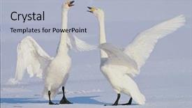  Presentation with geese - PPT theme consisting of geese background and a light blue colored foreground