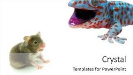  Presentation with water monitor lizard or varanus - Audience pleasing slides consisting of business woman with glasses and a smile backdrop and a light gray colored foreground