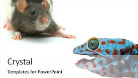  Presentation with rat - Amazing PPT layouts having geko - rat and lizard backdrop and a white colored foreground