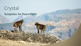  Presentation with monkey - Colorful theme enhanced with gelada monkey backdrop and a sky blue colored foreground