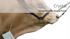  Presentation with clipping - Theme consisting of gelbvieh-bull-isolated-with-clipping background and a white colored foreground