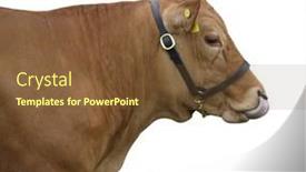  Presentation with cow - Audience pleasing presentation design consisting of gelbvieh-cow-licking-her-nose backdrop and a tawny brown colored foreground