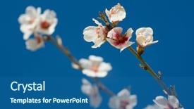  Presentation with almond - Slide deck featuring  background and a  colored foreground