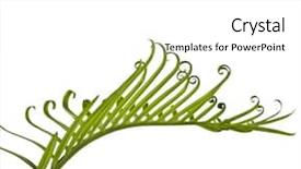  Presentation with palm tree - Beautiful theme featuring tender coconut - green young tendril leaf backdrop and a white colored foreground