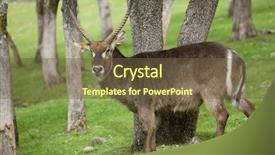  Presentation with environment - Amazing presentation theme having gemsbok antelope in his natural environment backdrop and a tawny brown colored foreground