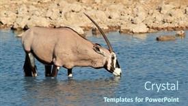  Presentation with water park - Audience pleasing slide deck consisting of gemsbok antelope oryx gazella drinking water etosha national park namibia backdrop and a seafoam green colored foreground
