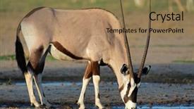 Presentation with kalahari - Cool new presentation theme with gemsbok antelope oryx gazella drinking water kalahari desert south africa backdrop and a coral colored foreground