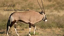  Presentation with kalahari - Cool new slide set with gemsbok antelope oryx gazella kalahari south africa backdrop and a coral colored foreground