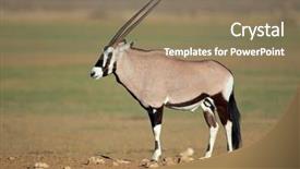 Presentation with kalahari - Slide set consisting of gemsbok antelope oryx gazella kalahari background and a violet colored foreground