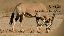  Presentation with kalahari - Slide set having gemsbok antelope oryx gazella kalahari south africa background and a coral colored foreground