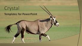  Presentation with kalahari - Slides featuring gemsbok-antelope-oryx-gazella-running background and a  colored foreground