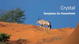  Presentation with south africa - Presentation having gemsbok-antelope-oryx-gazella-walking background and a teal colored foreground
