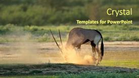  Presentation with south africa - PPT theme consisting of gemsbok-antelope-oryx-gazella background and a tawny brown colored foreground