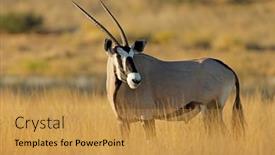  Presentation with south africa - PPT layouts having gemsbok-antelope-oryx-gazella background and a gold colored foreground