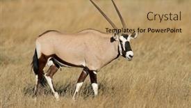  Presentation with south africa - Presentation theme with gemsbok-antelope-oryx-gazella background and a coral colored foreground