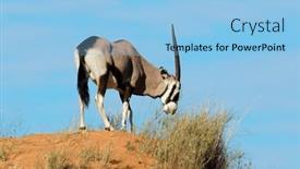  Presentation with kalahari - Presentation having gemsbok-antelope-oryx-gazella background and a light blue colored foreground