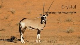  Presentation with kalahari - Slide set with gemsbok-antelope-oryx-gazella background and a gold colored foreground