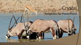  Presentation with water park - Beautiful slide set featuring gemsbok antelopes oryx gazella drinking water etosha national park namibia backdrop and a coral colored foreground