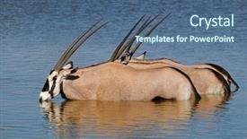  Presentation with water park - Cool new PPT theme with gemsbok antelopes oryx gazella wading in water etosha national park namibia backdrop and a ocean colored foreground