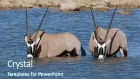  Presentation with water park - Audience pleasing slides consisting of gemsbok antelopes oryx gazella wading in water etosha national park namibia backdrop and a ocean colored foreground