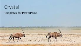  Presentation with walking - Presentation having gemsbok-antelopes-oryx-gazella-walking background and a light blue colored foreground