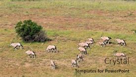  Presentation with south africa - Beautiful theme featuring gemsbok-antelopes-oryx-gazella backdrop and a coral colored foreground