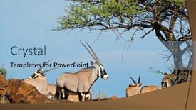  Presentation with south africa - Slide deck enhanced with gemsbok-antelopes-oryx-gazella background and a light blue colored foreground