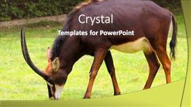  Presentation with zoo - Beautiful presentation theme featuring gemsbok antelopes oryx gazella in zoo prague - czech republic - europe backdrop and a tawny brown colored foreground