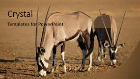  Presentation with south africa - Slides consisting of gemsbok-antelopes-oryx-gazella background and a coral colored foreground