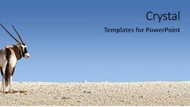  Presentation with south africa - Slide deck with gemsbok on white rocky soil background and a teal colored foreground